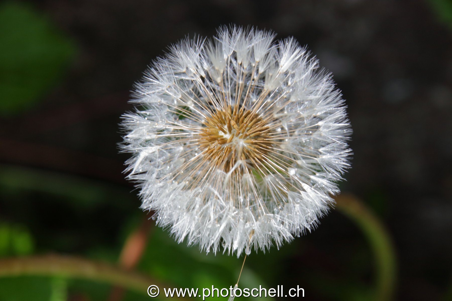 Pistils/graines de pissenlit
