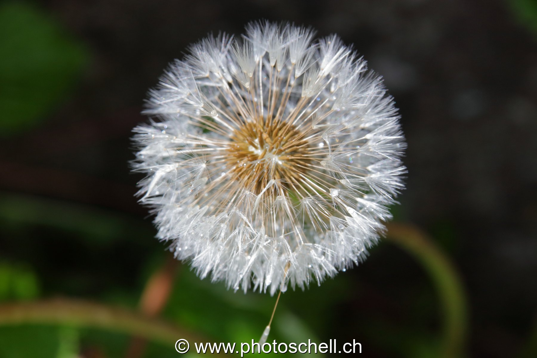 Pistils/graines de pissenlit