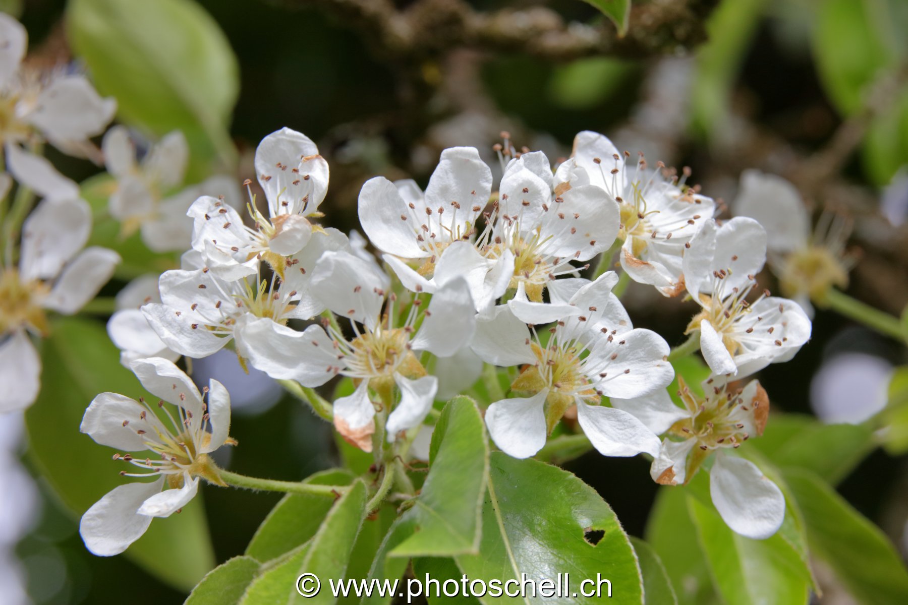 Fleurs