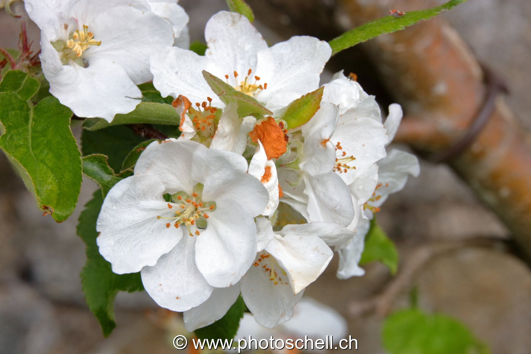 Fleurs