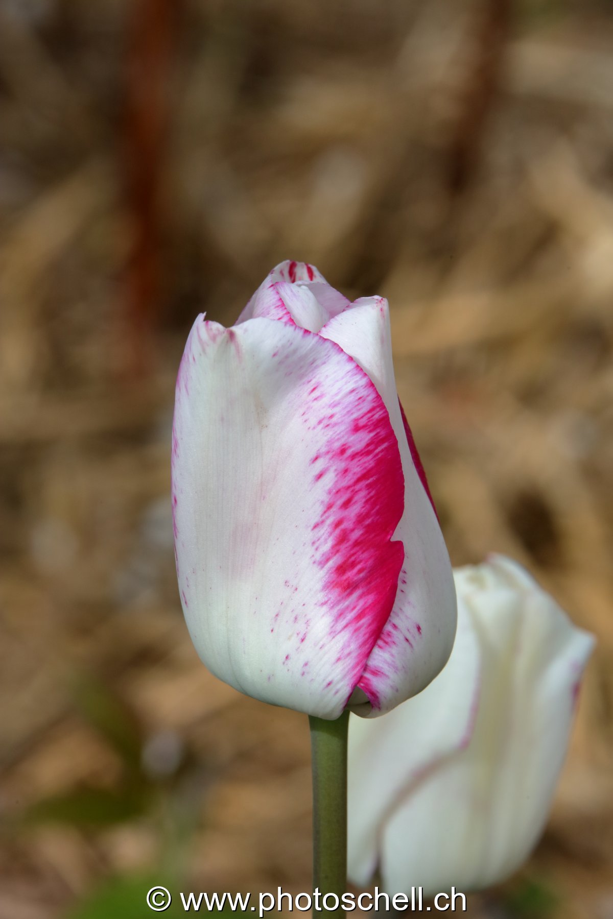 Tulipe