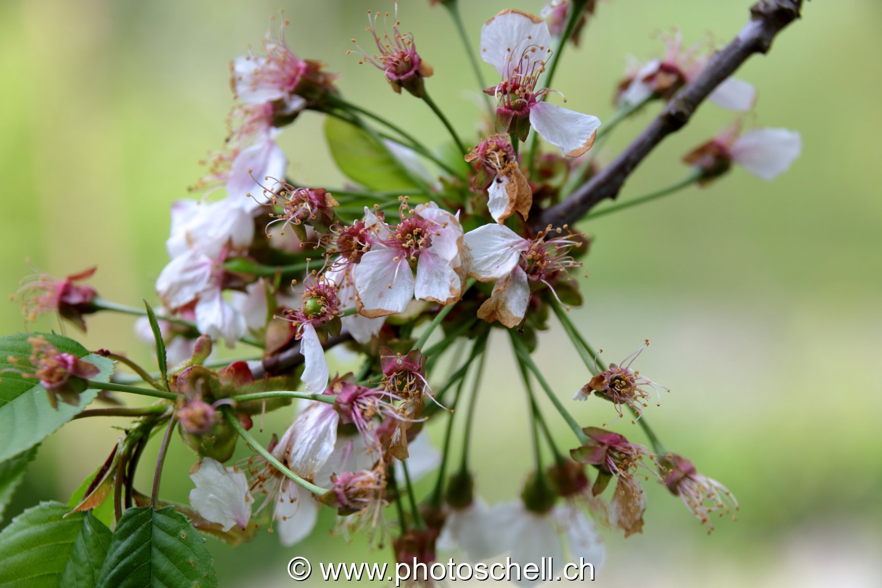 Fleurs de cerisier