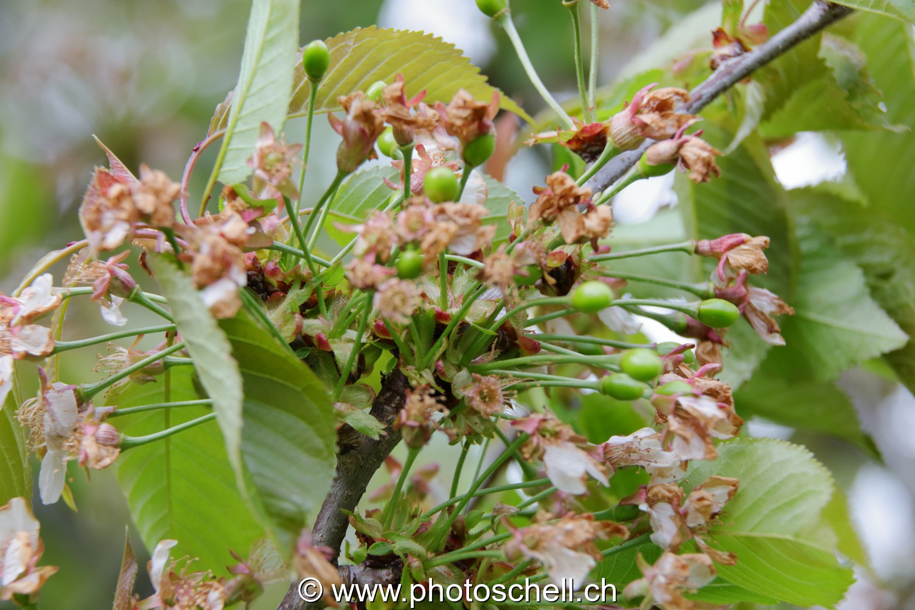 Pousses de cerises
