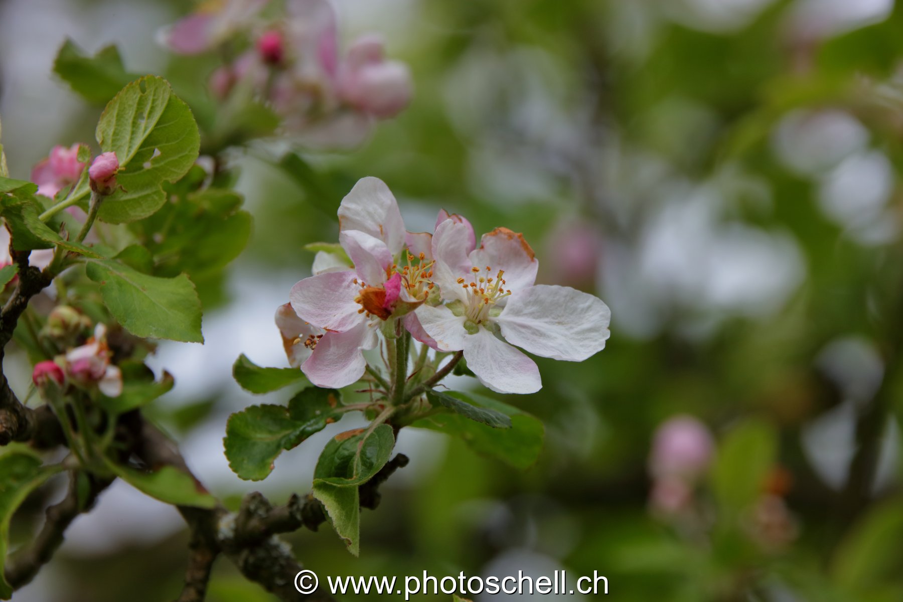 Fleurs de pommiers