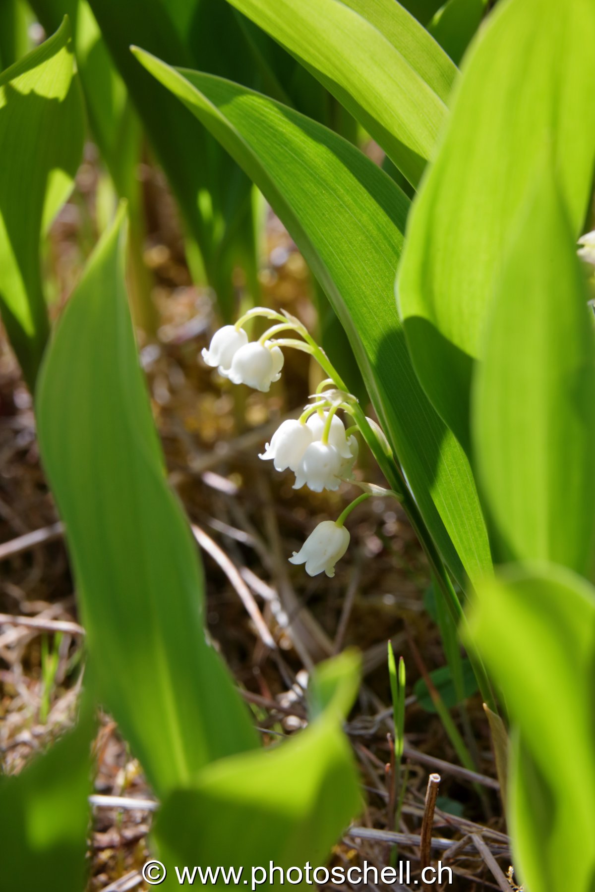 Muguet
