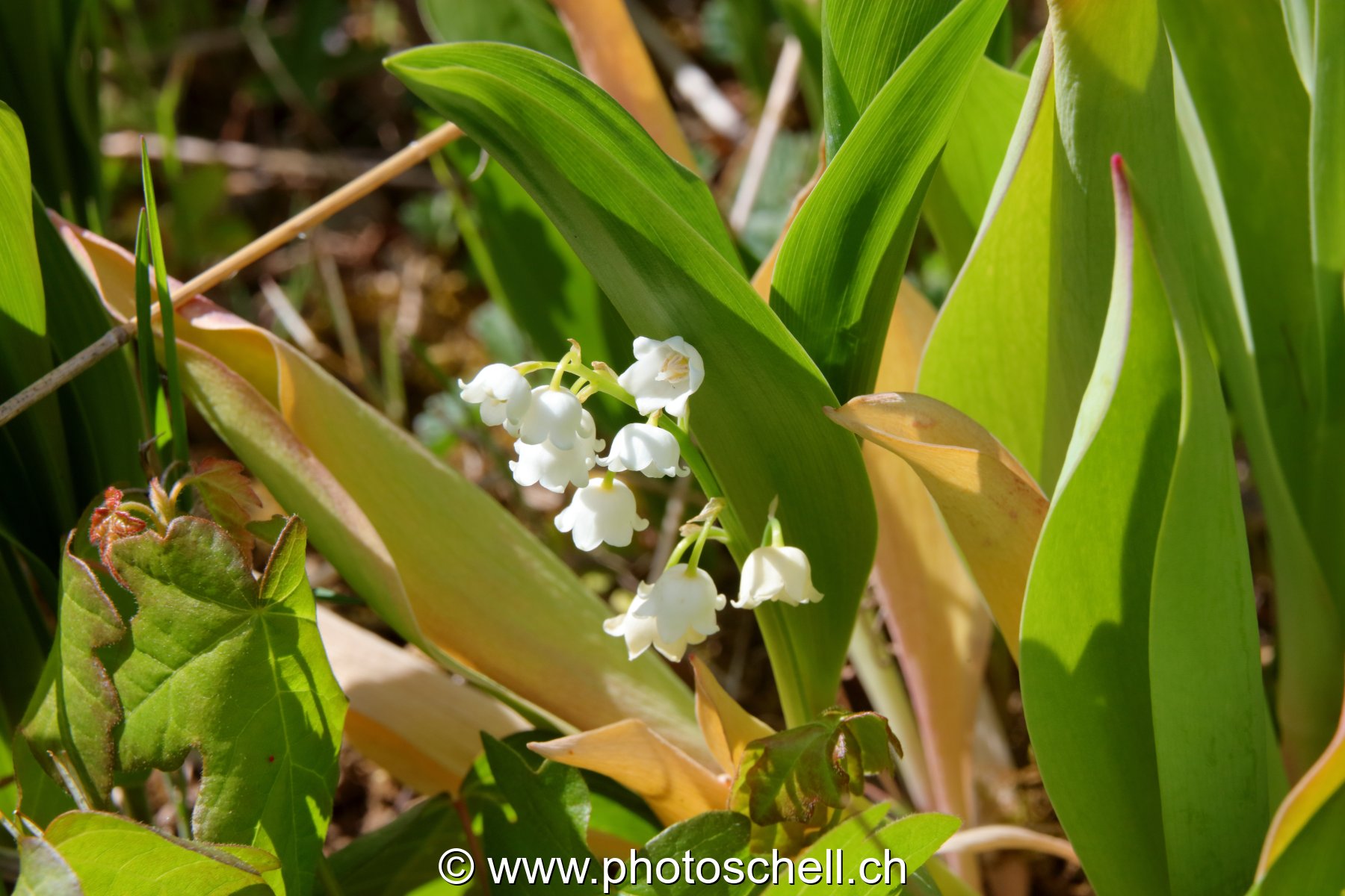 Muguet