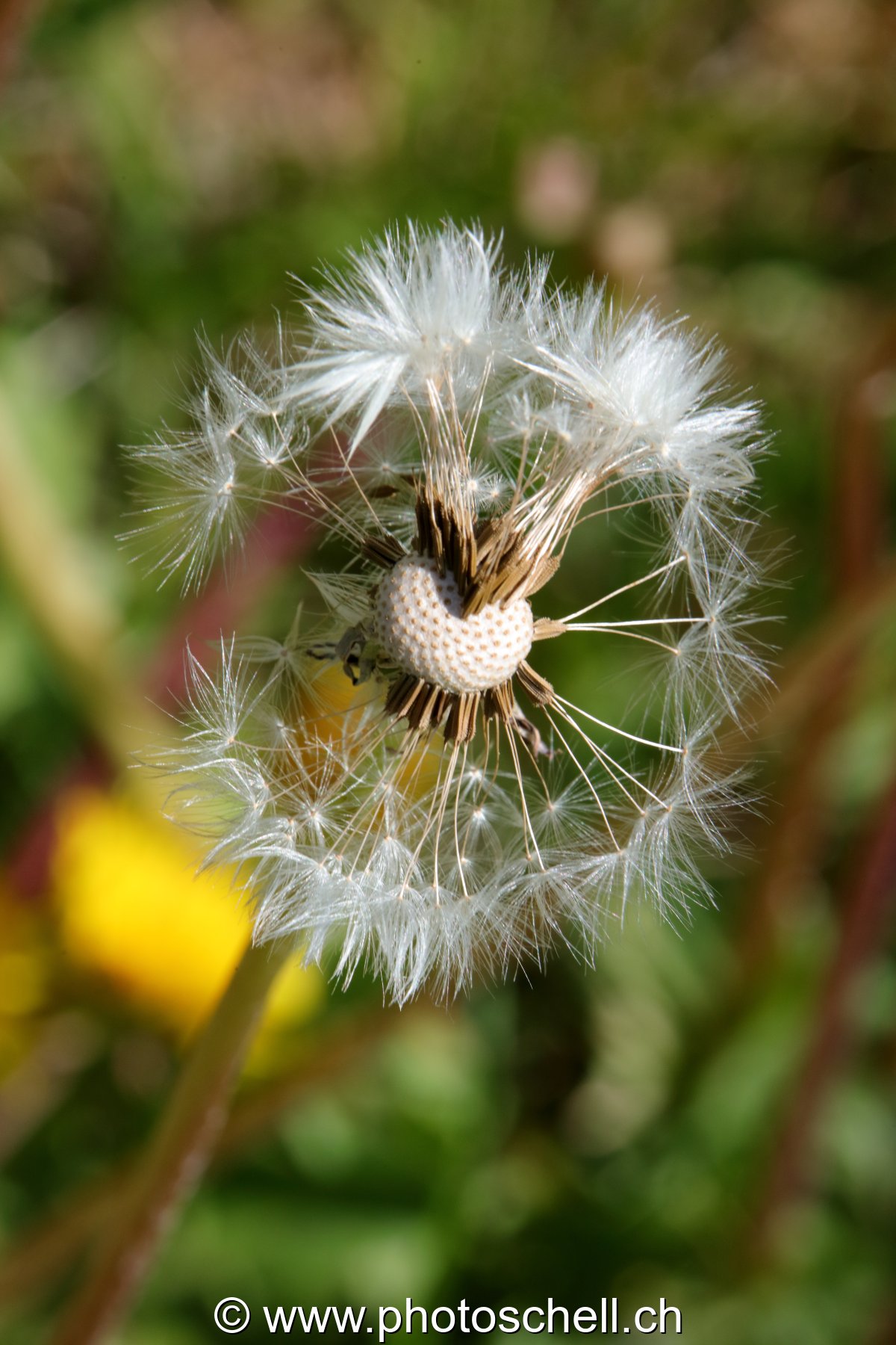 Pistils/graines de pissenlit