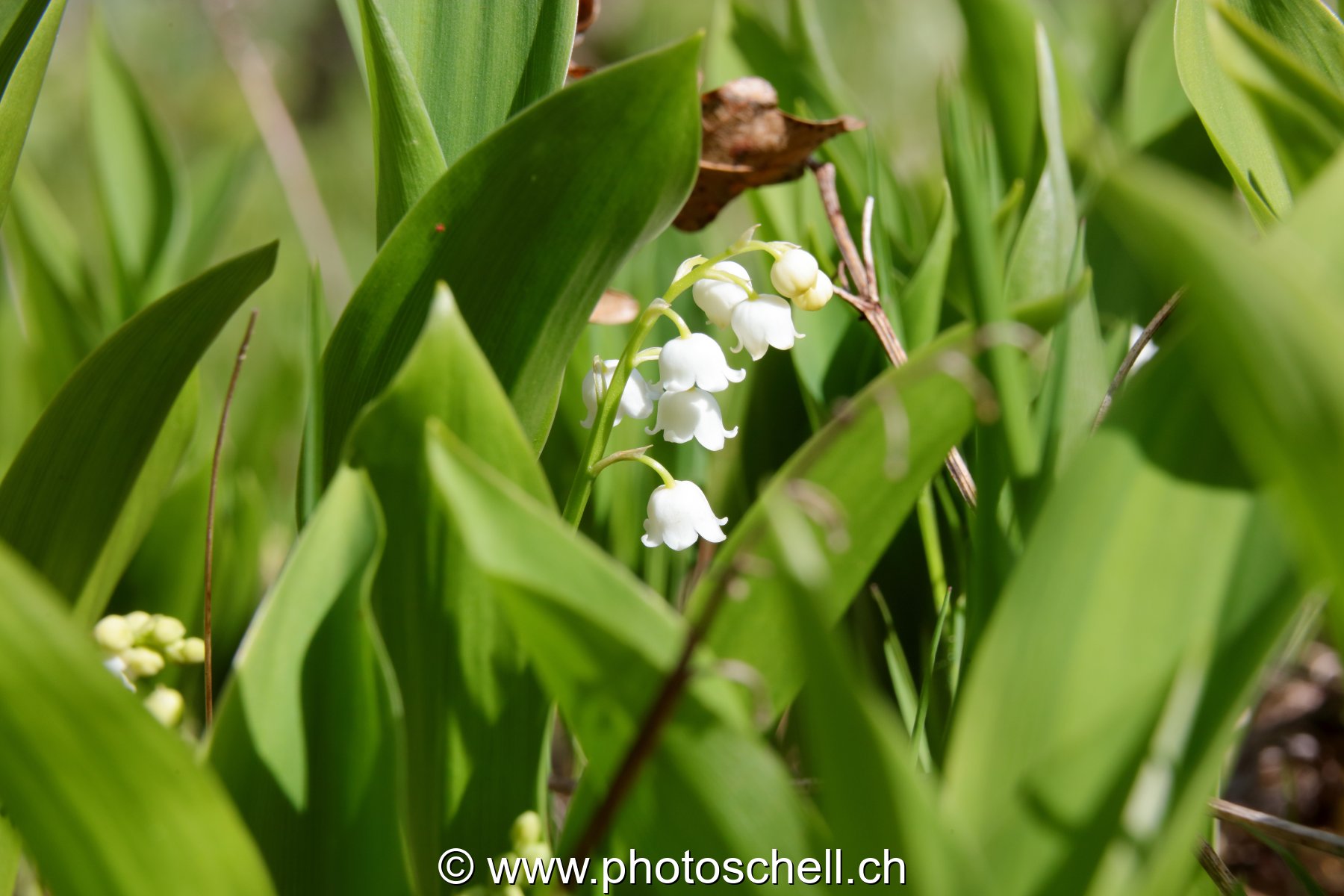 Muguet