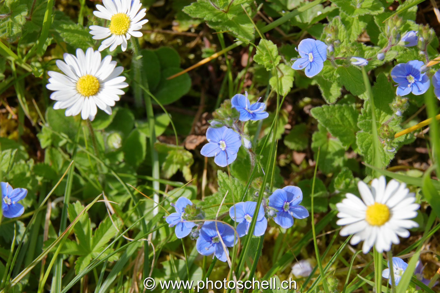 Pâquerettes de fleurs bleues