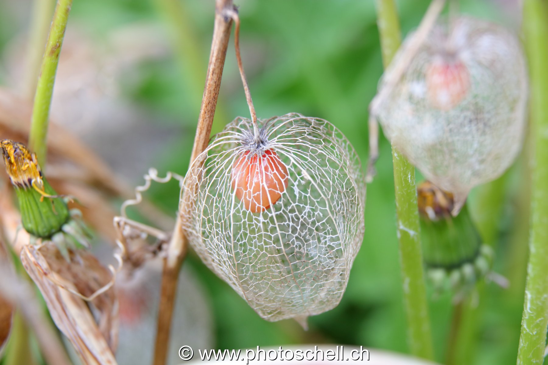 Physalis