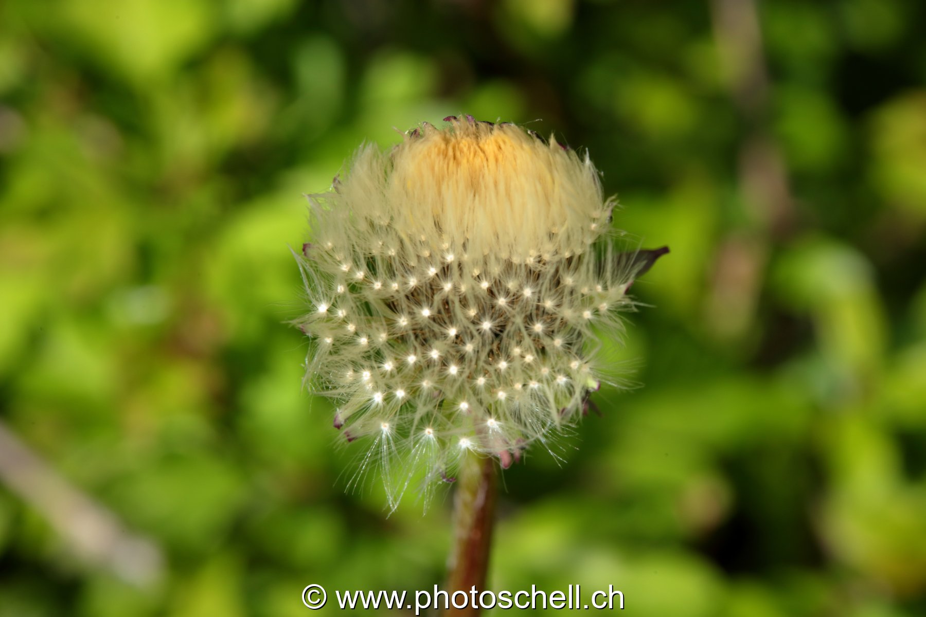 Pistils de pissenlit