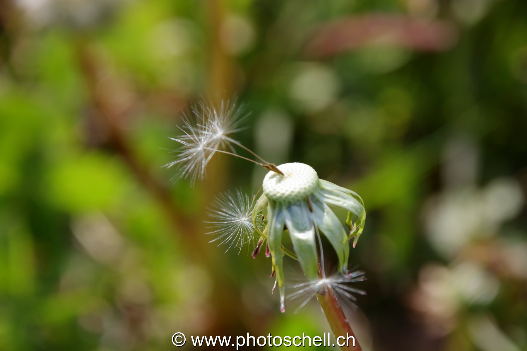 Pistils de pissenlit