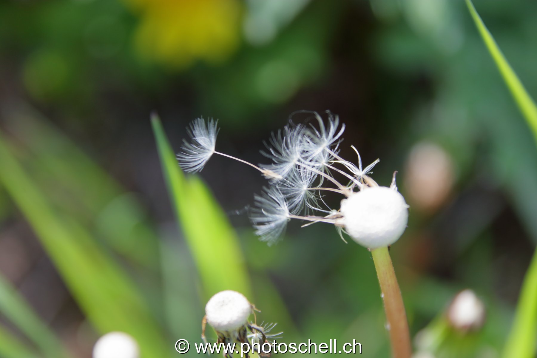 Pistils de pissenlit