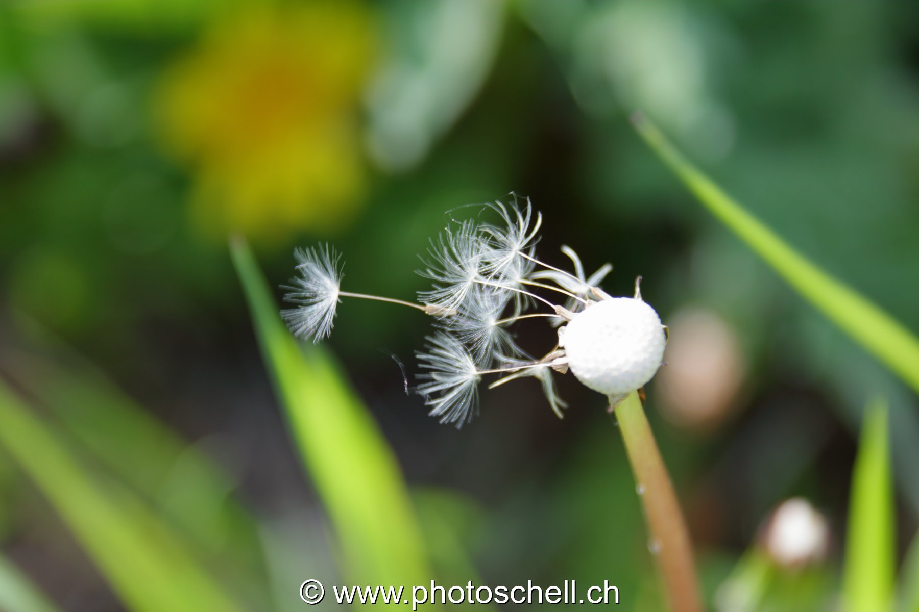 Pistils de pissenlit