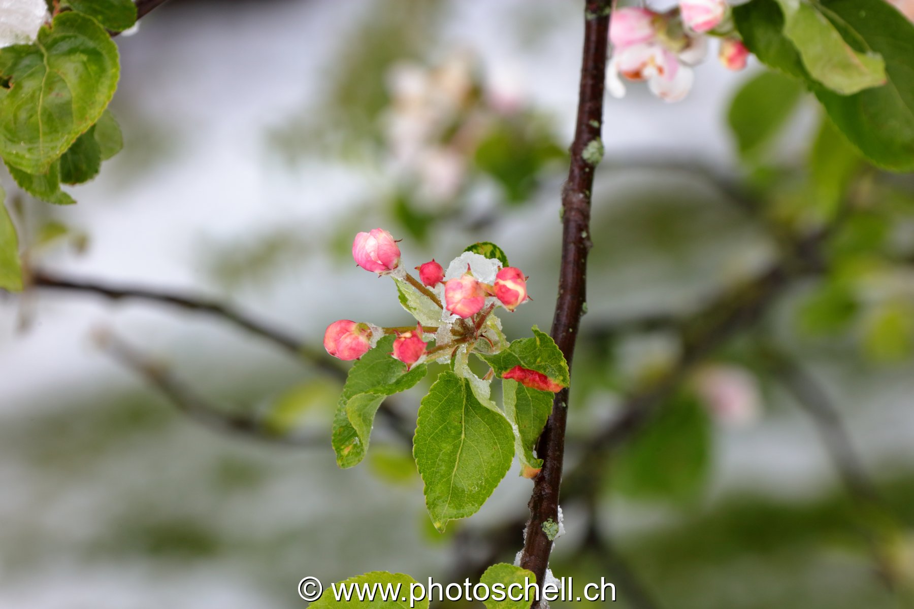 Bourgeons de pommier