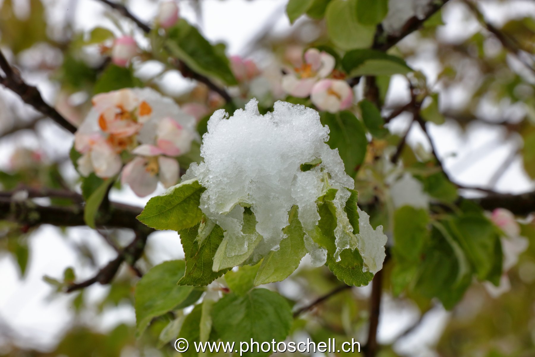 Fleurs sous la neige