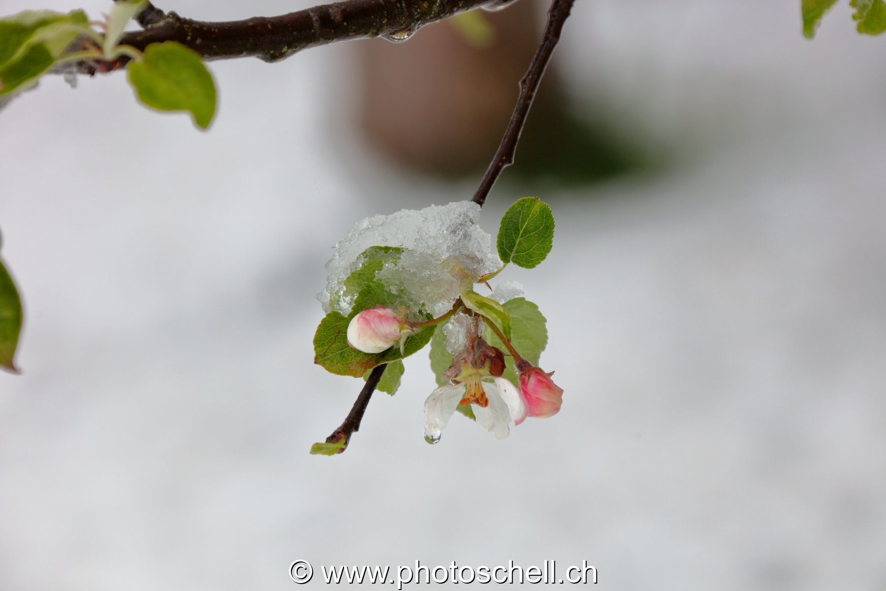 Fleurs sous la neige