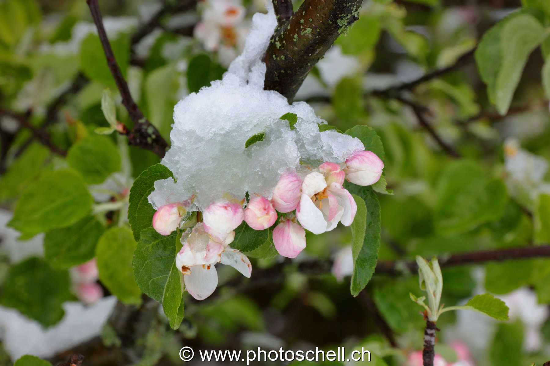 Fleurs sous la neige
