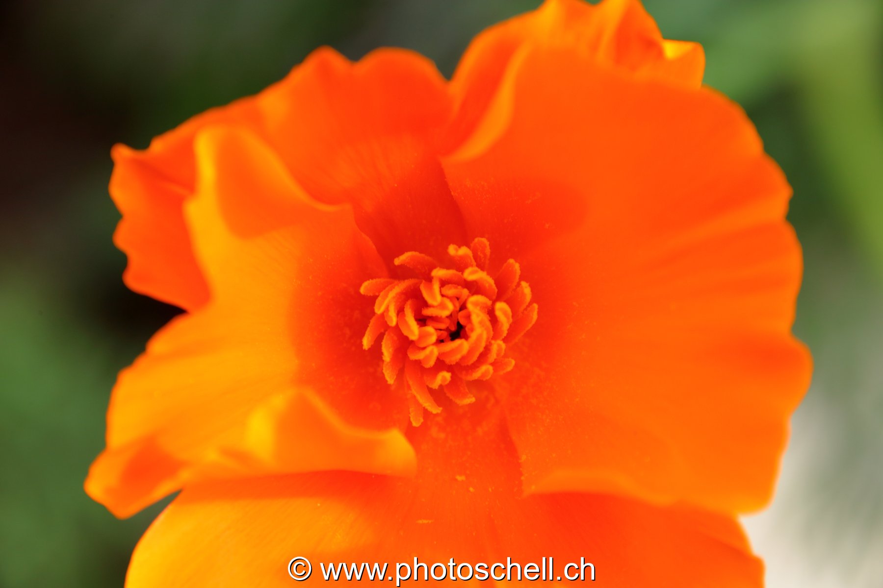 Fleur