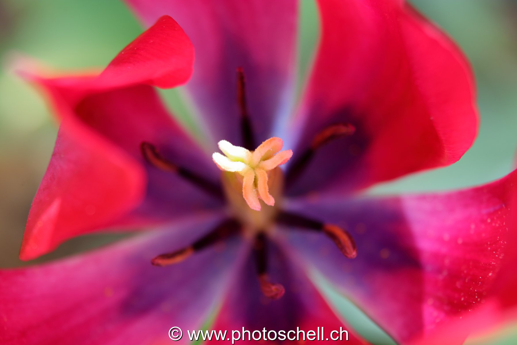 Pistils de tulipe
