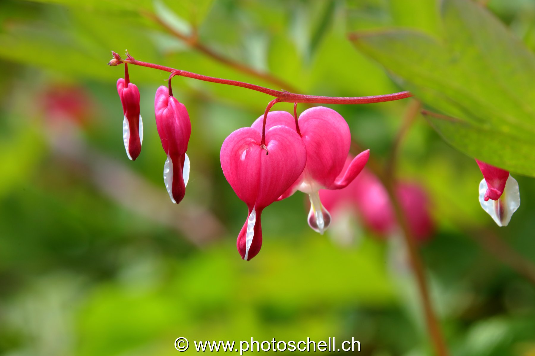 Fleurs en forme de coeur