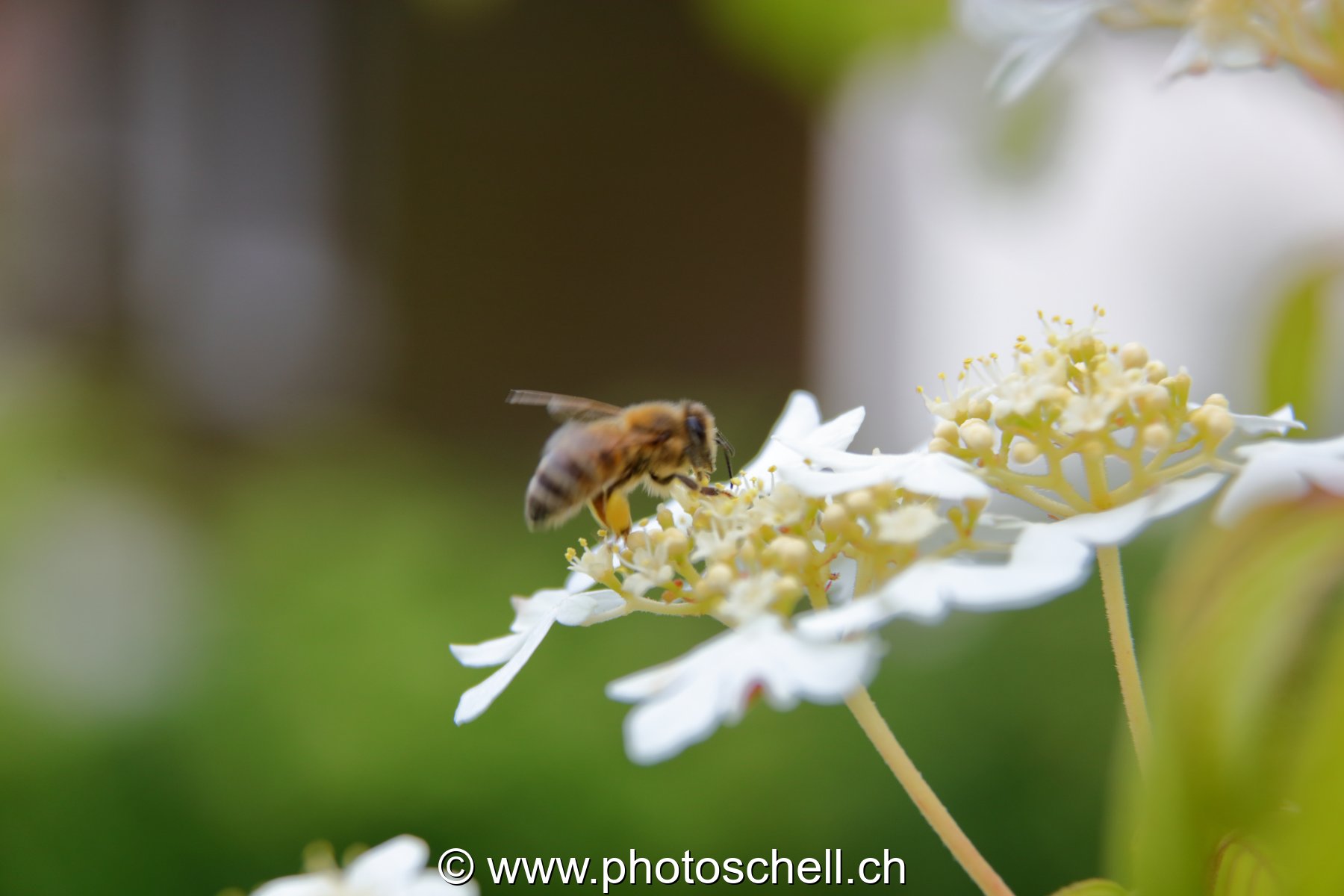 Fleur butinée