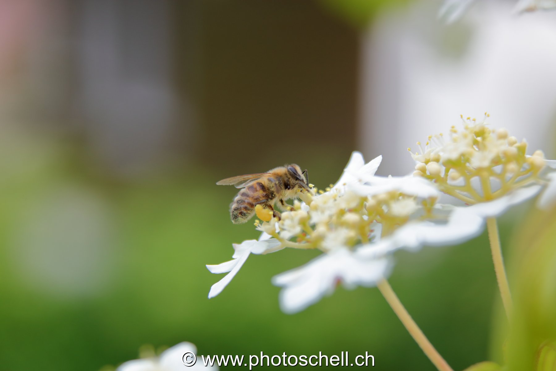 Fleur butinée