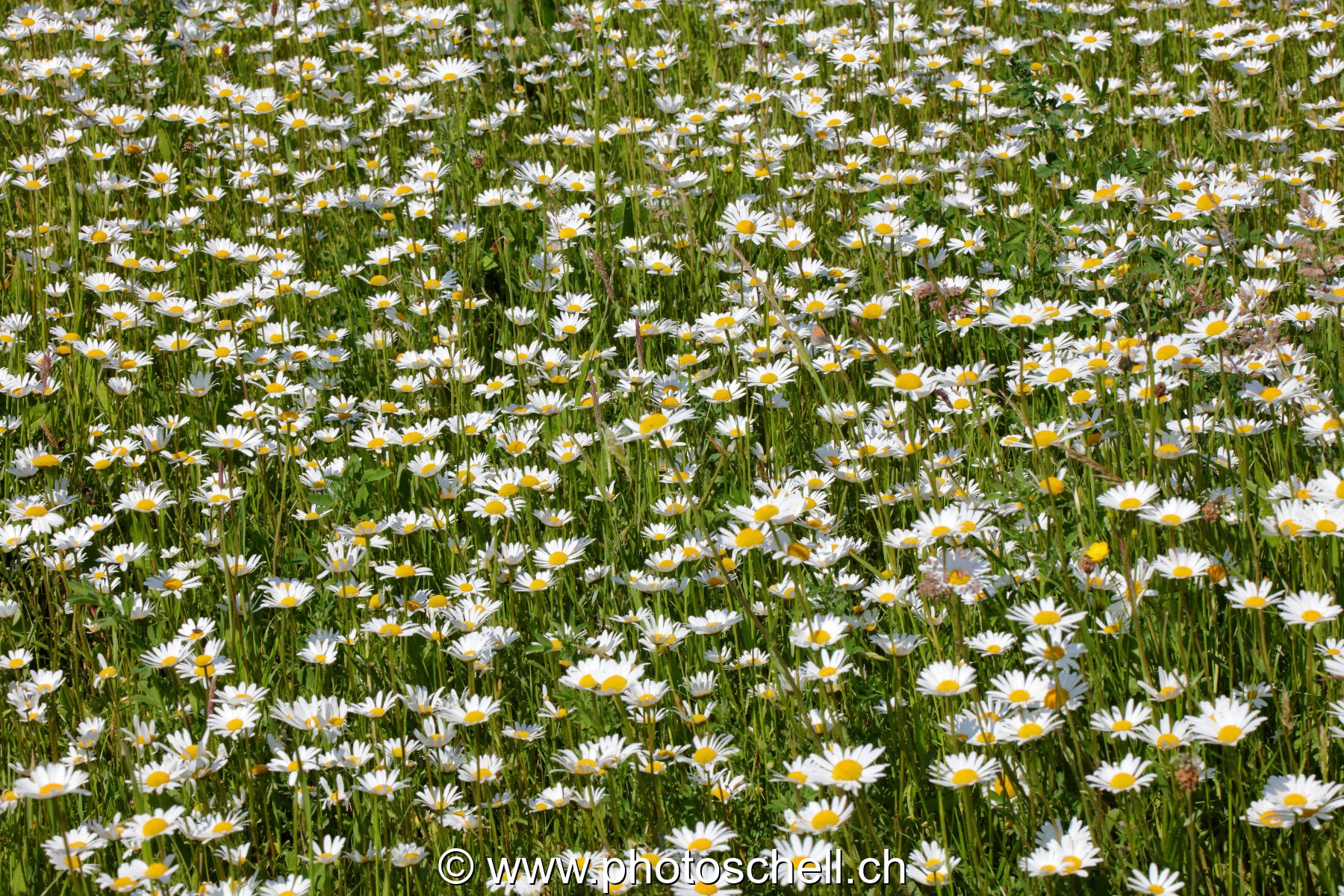 Parterre de pâquerettes