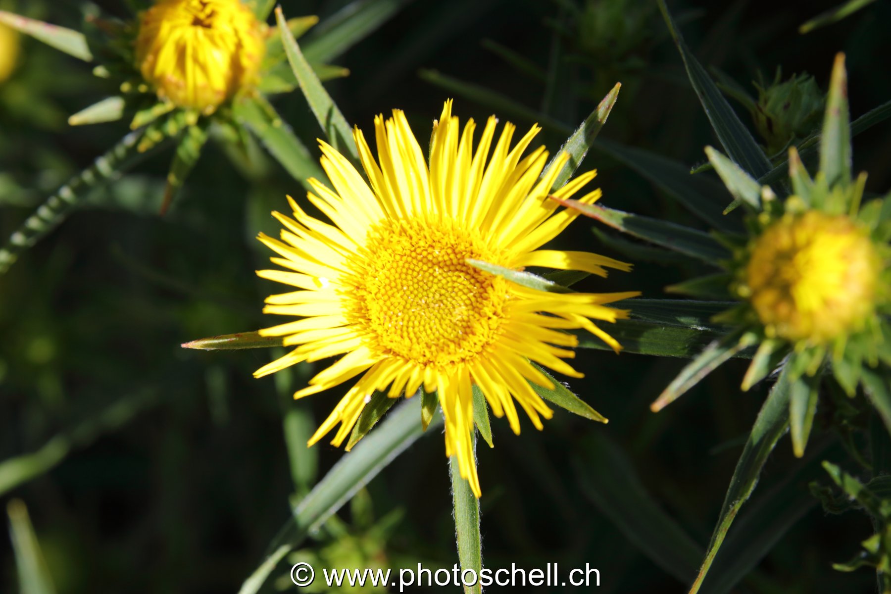 Fleurs