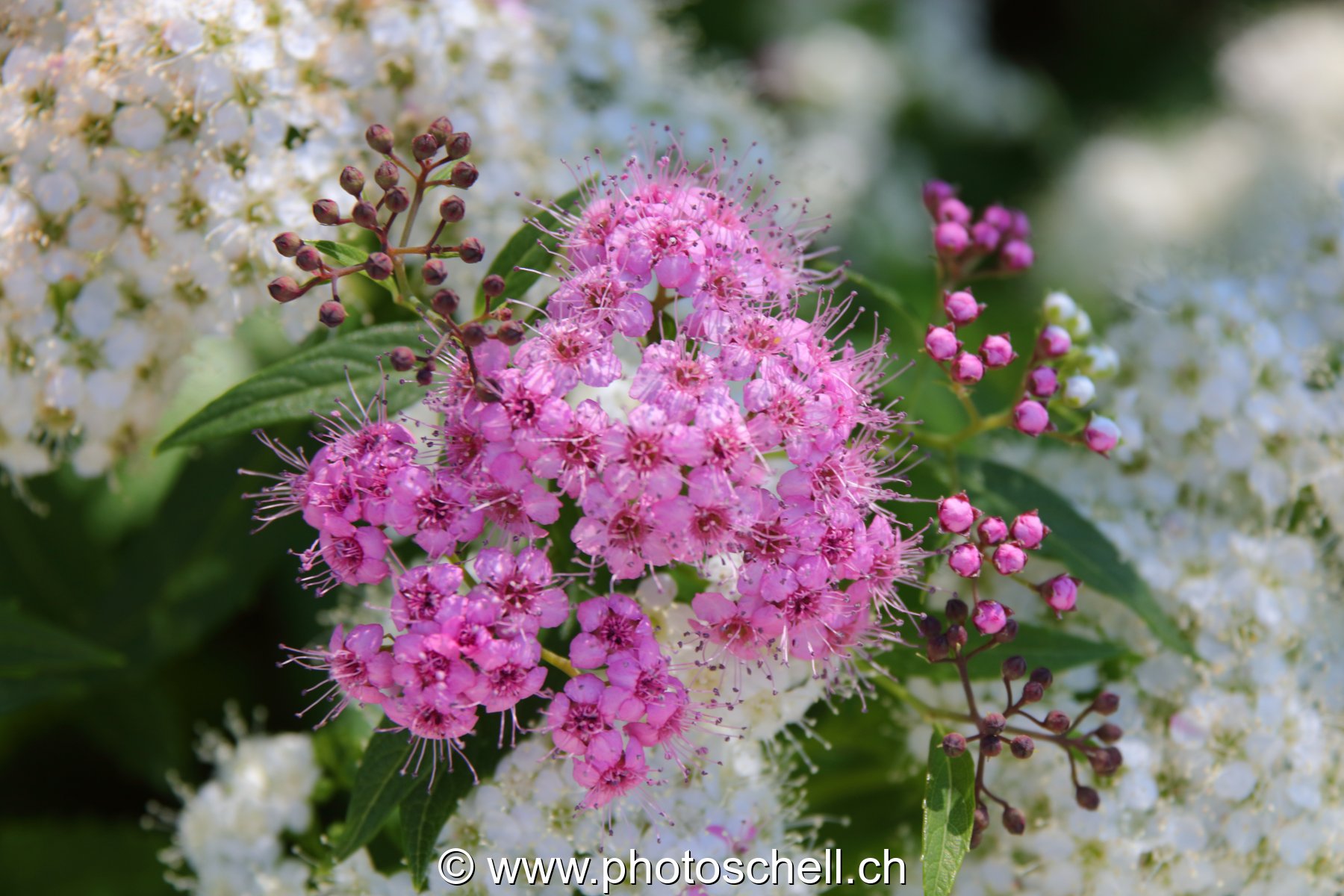Fleurs