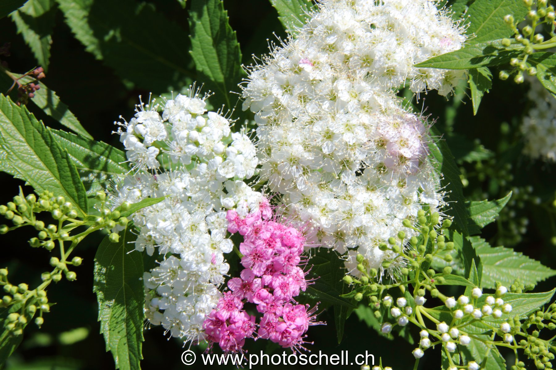 Fleurs