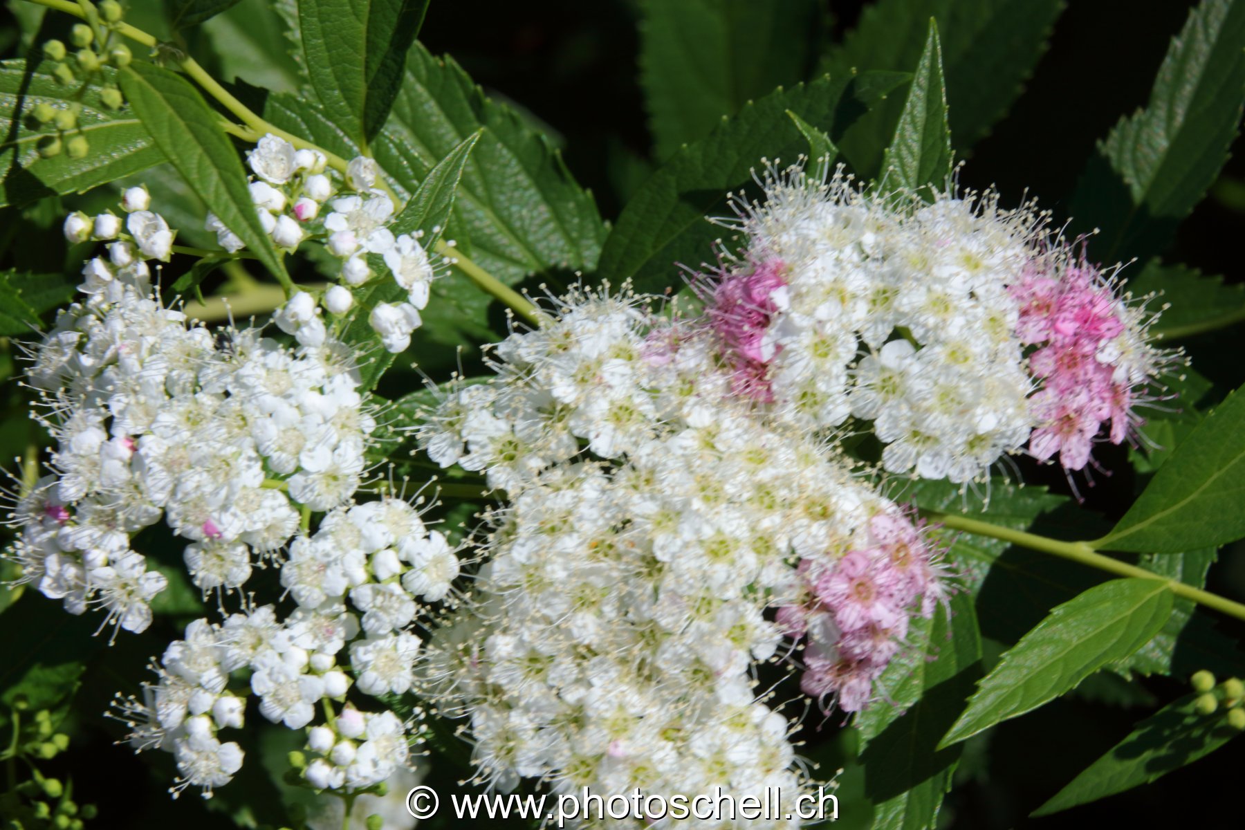 Fleurs