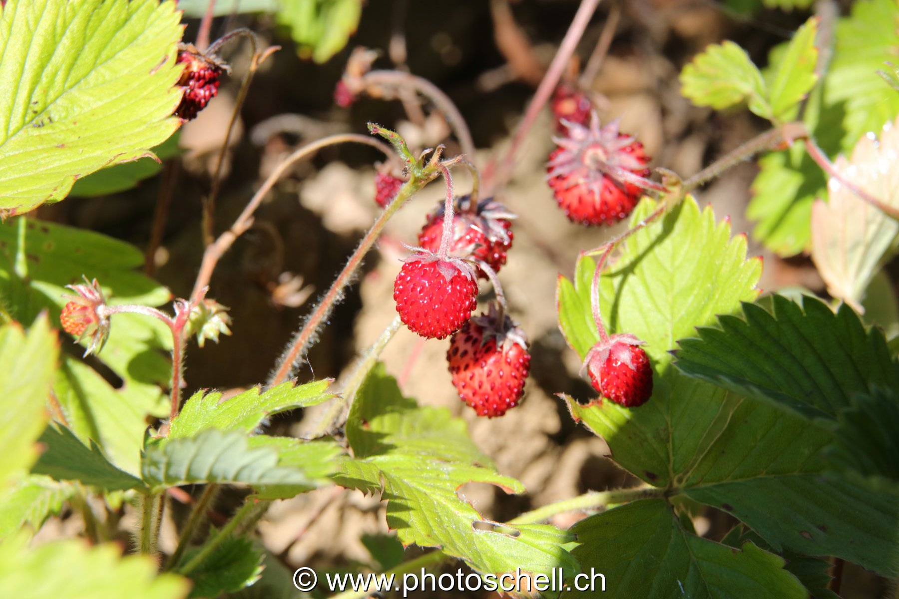 Fraises des bois