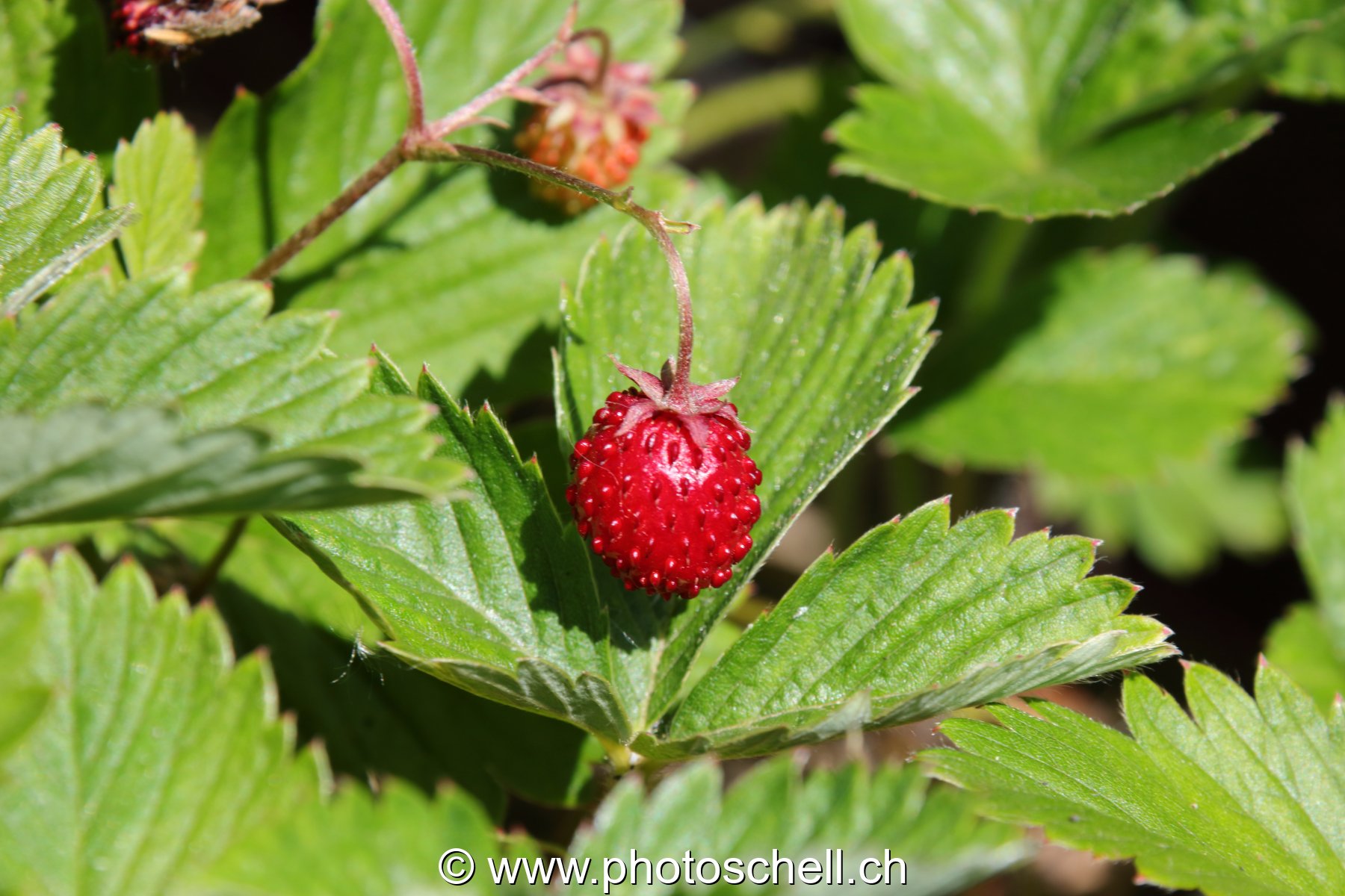Fraise des bois