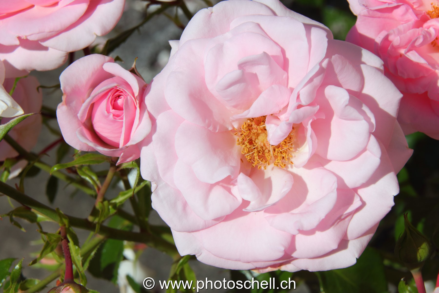 Rose rose