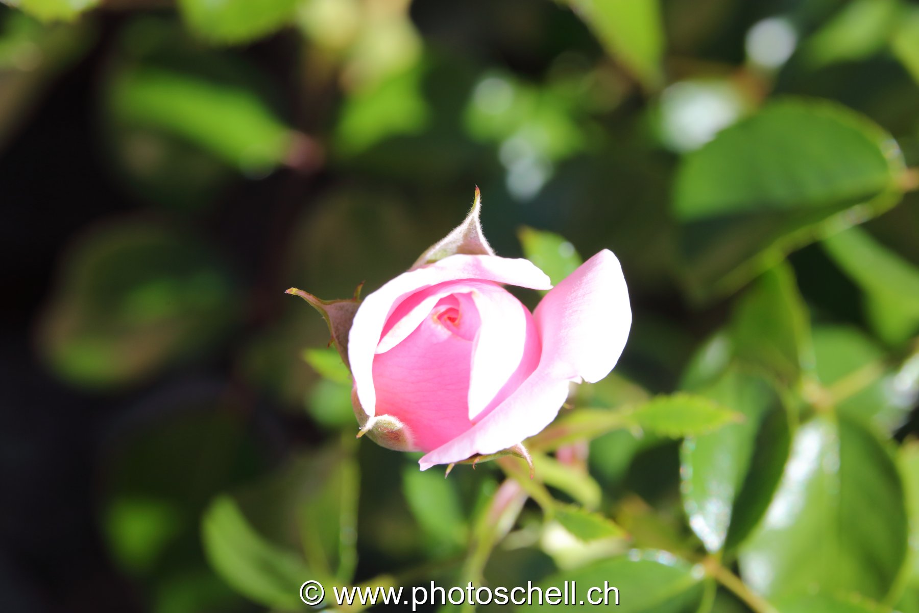 Jeune rose
