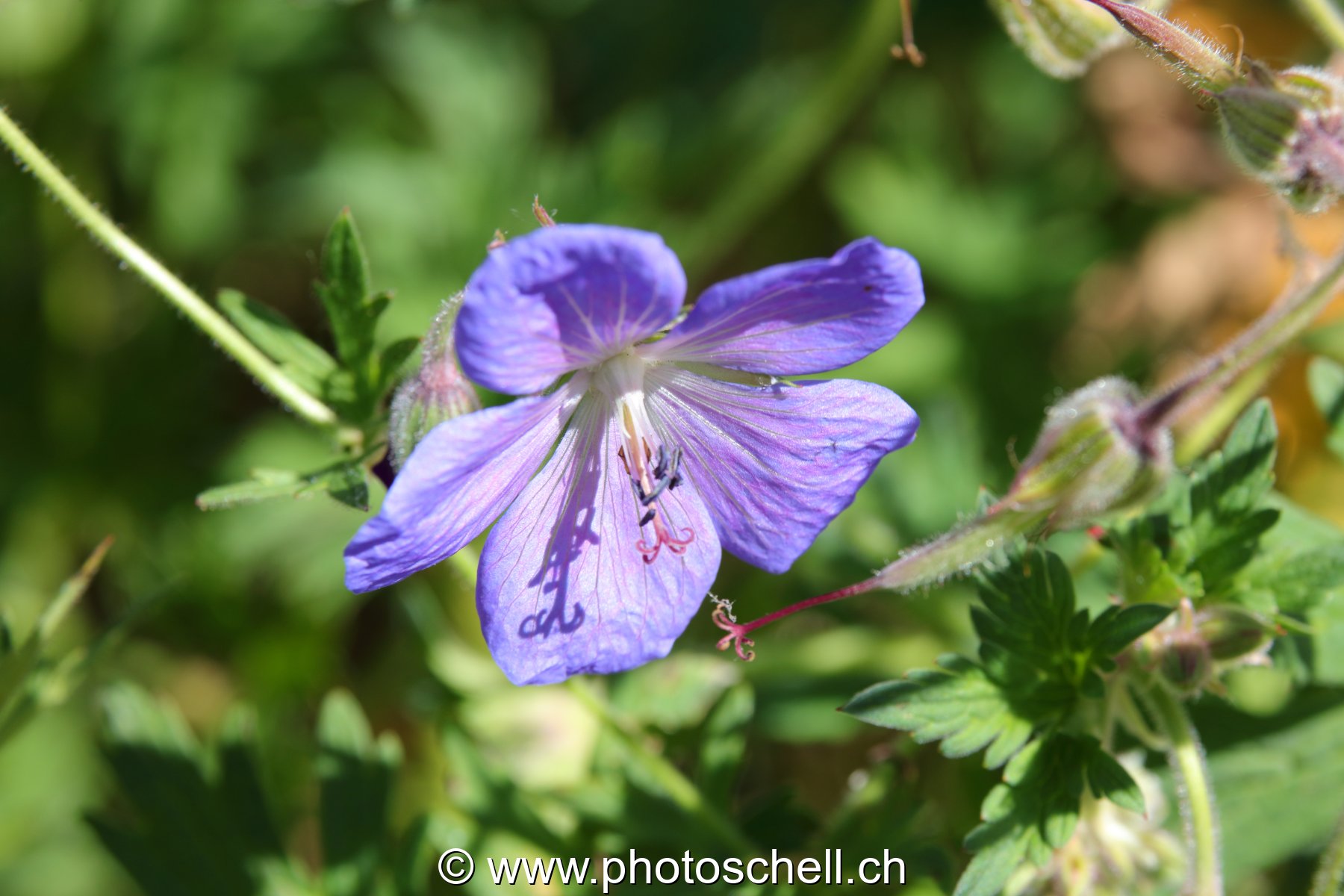 Fleur