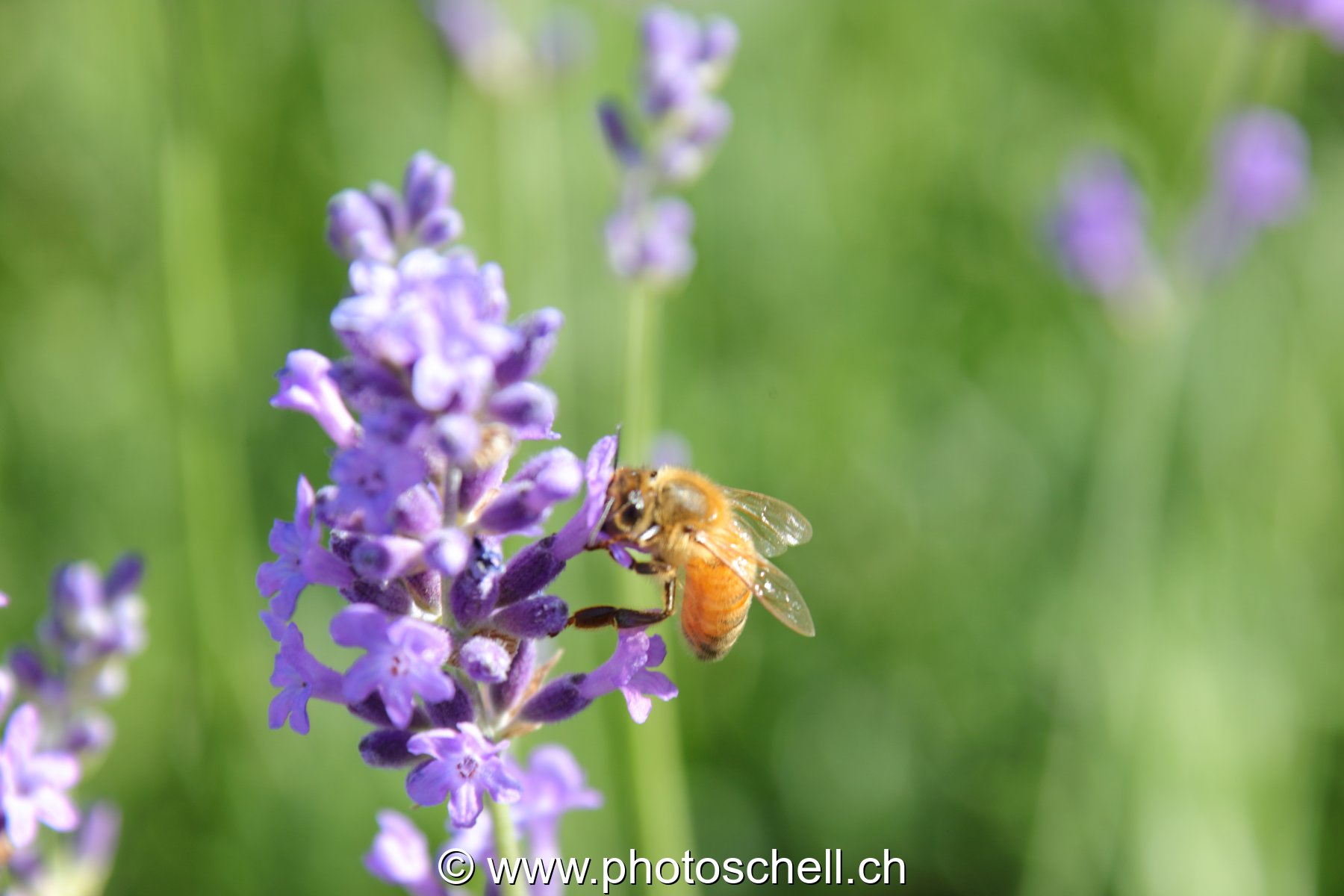 Abeille butinant de la lavande