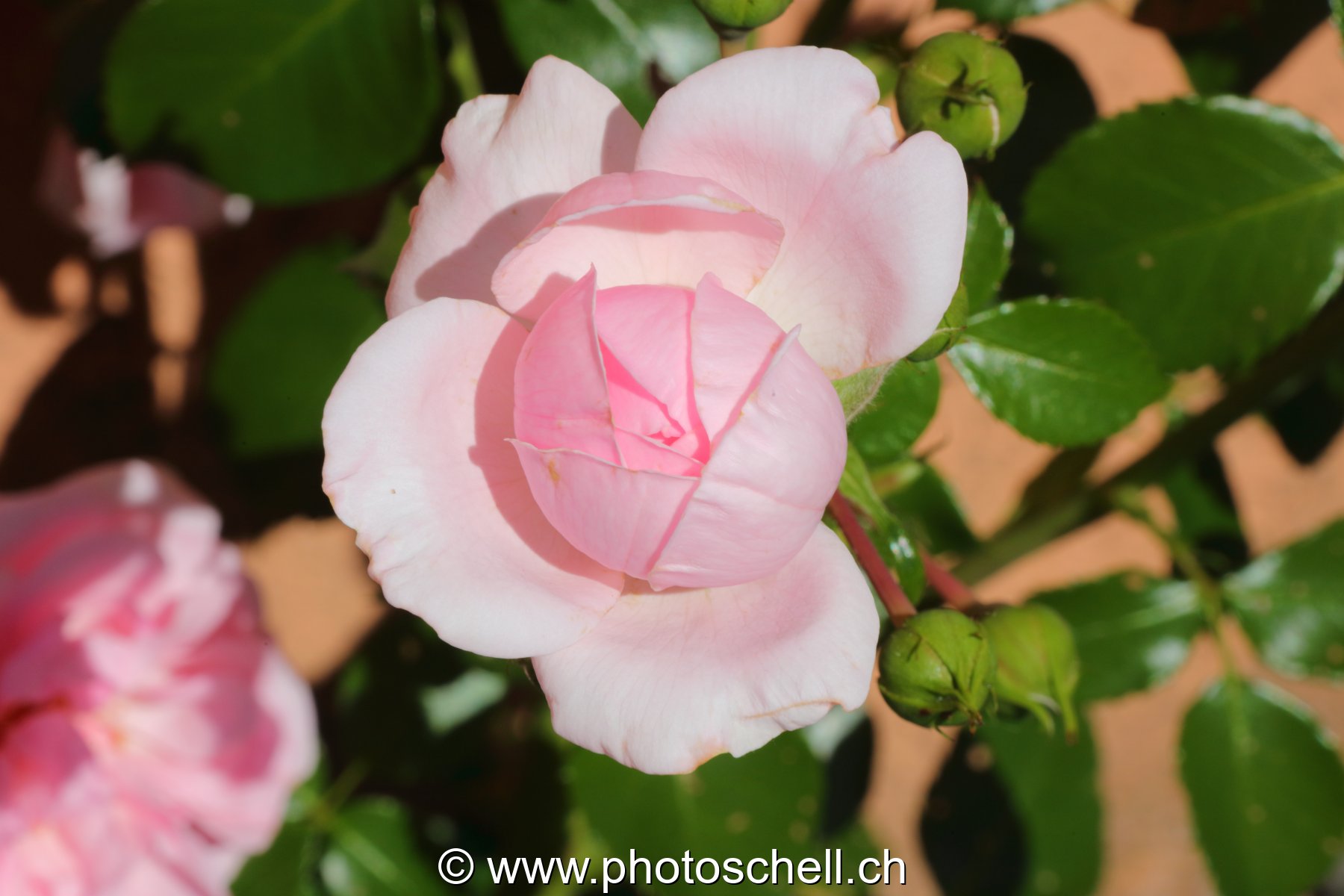 Rose en train de commencer à s'épanouir