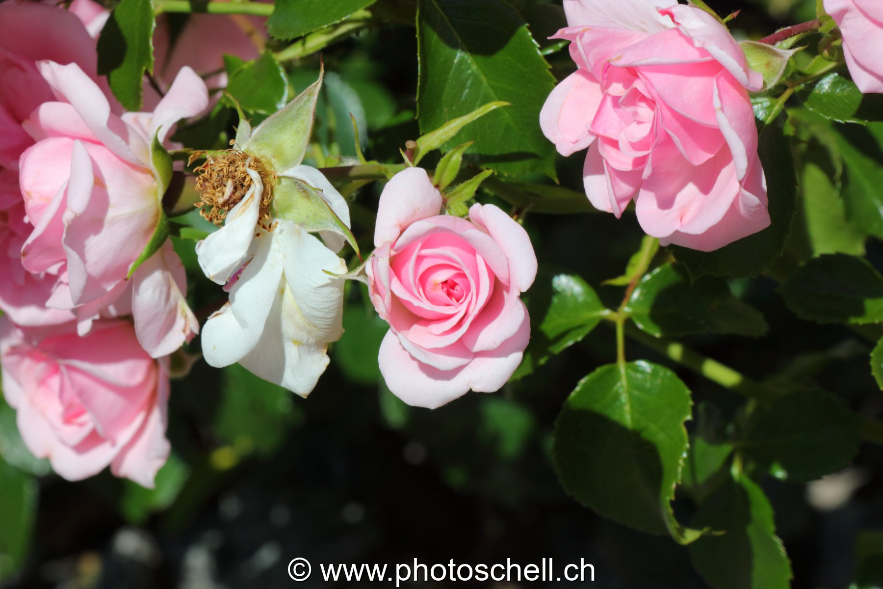 Roses en train de commencer à s'ouvrir