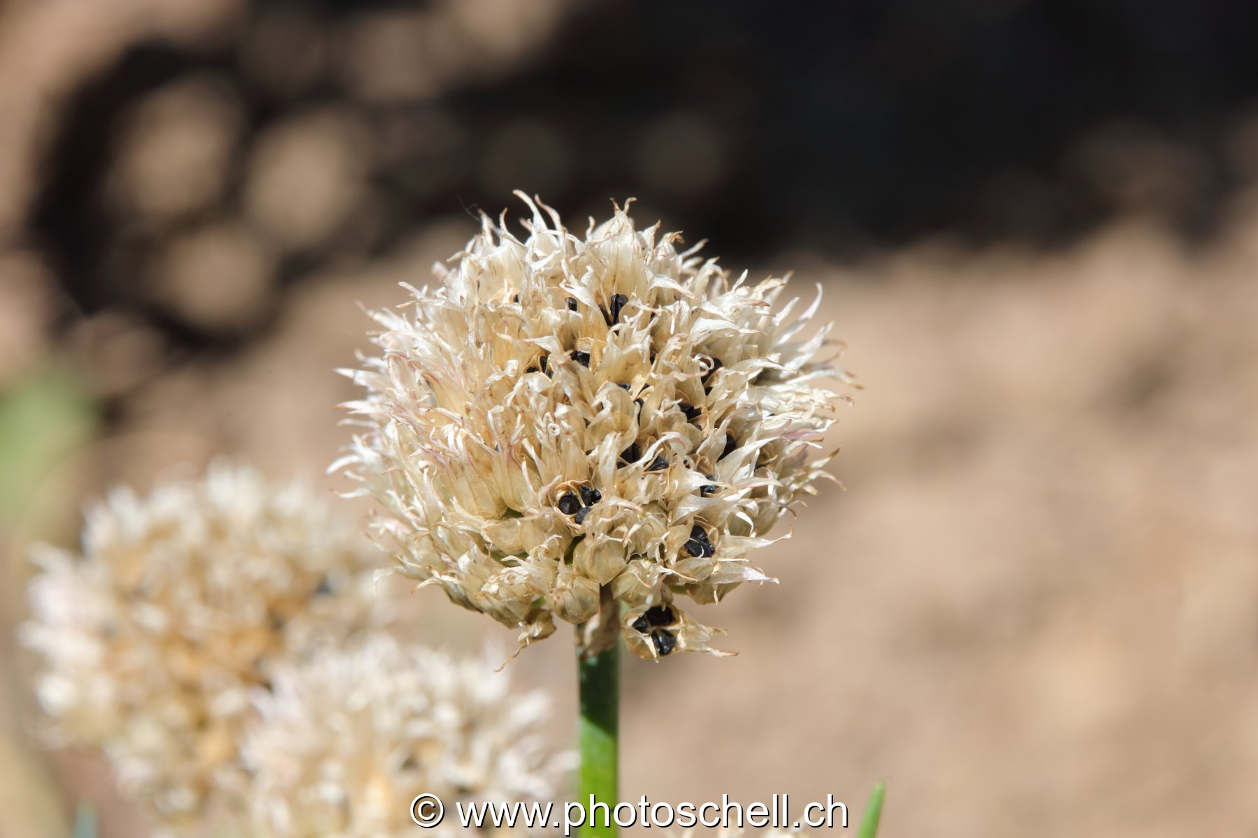 Fleur de ciboulette séche