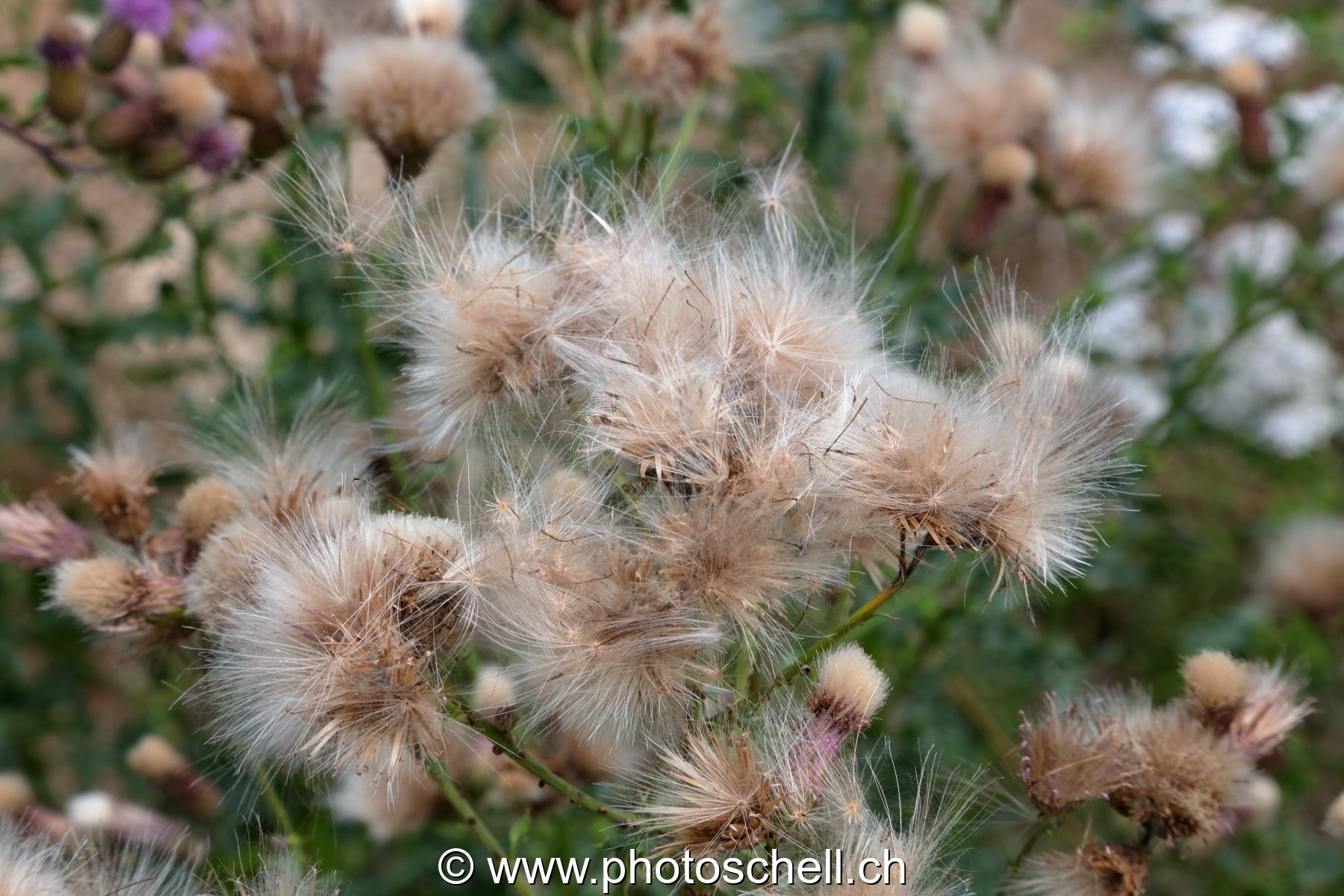 Fleura