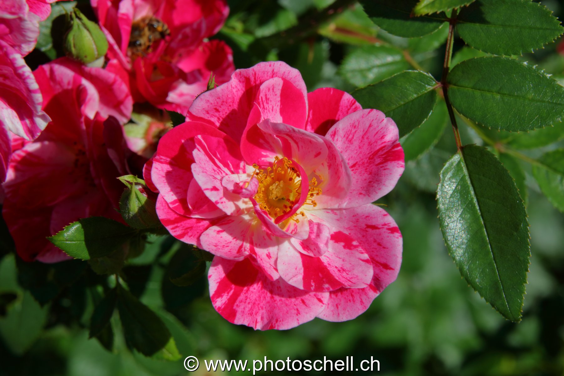 Rose