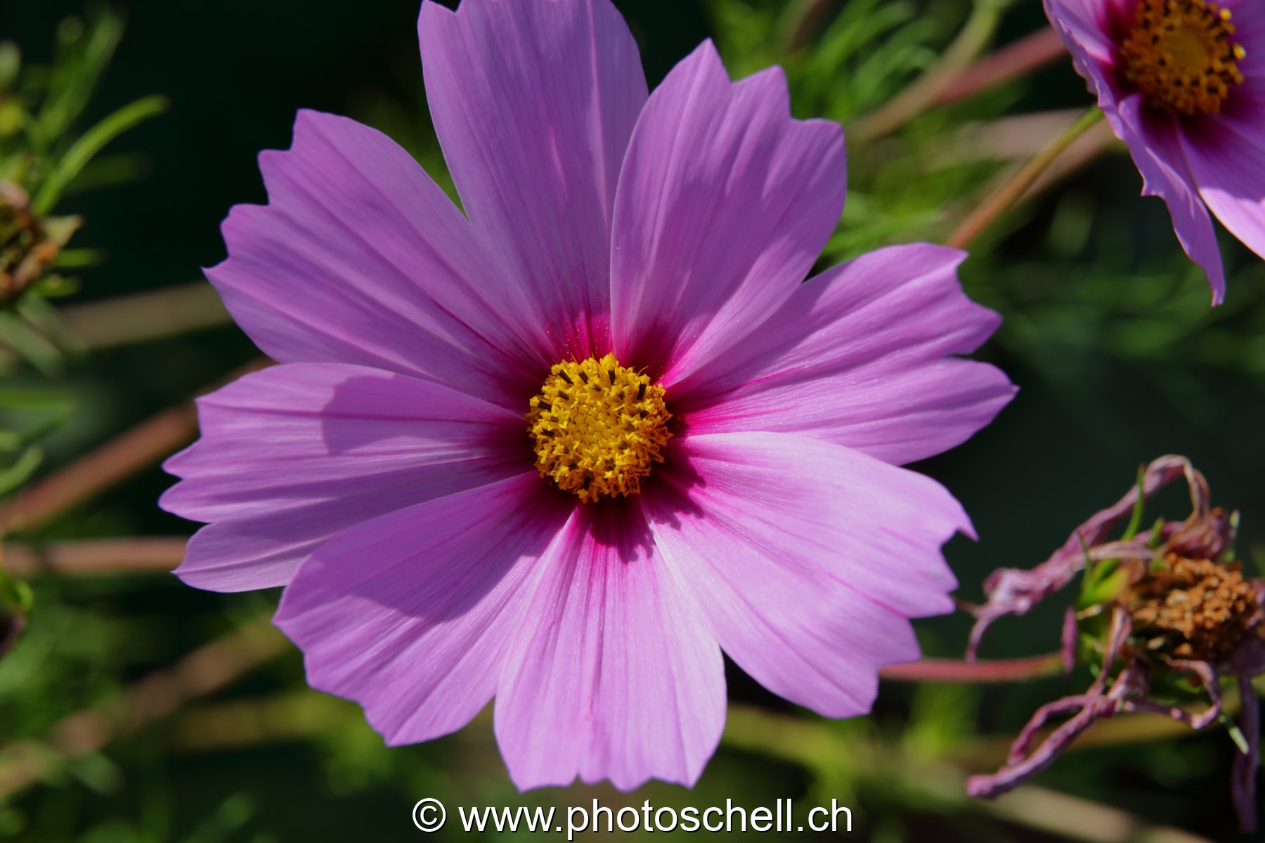 Fleur