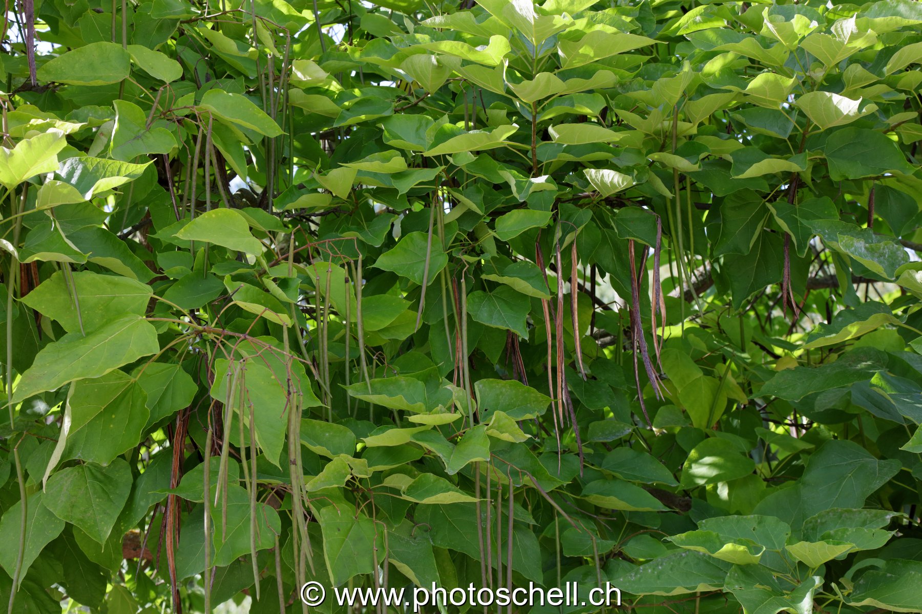 Sortes de haricots tombants