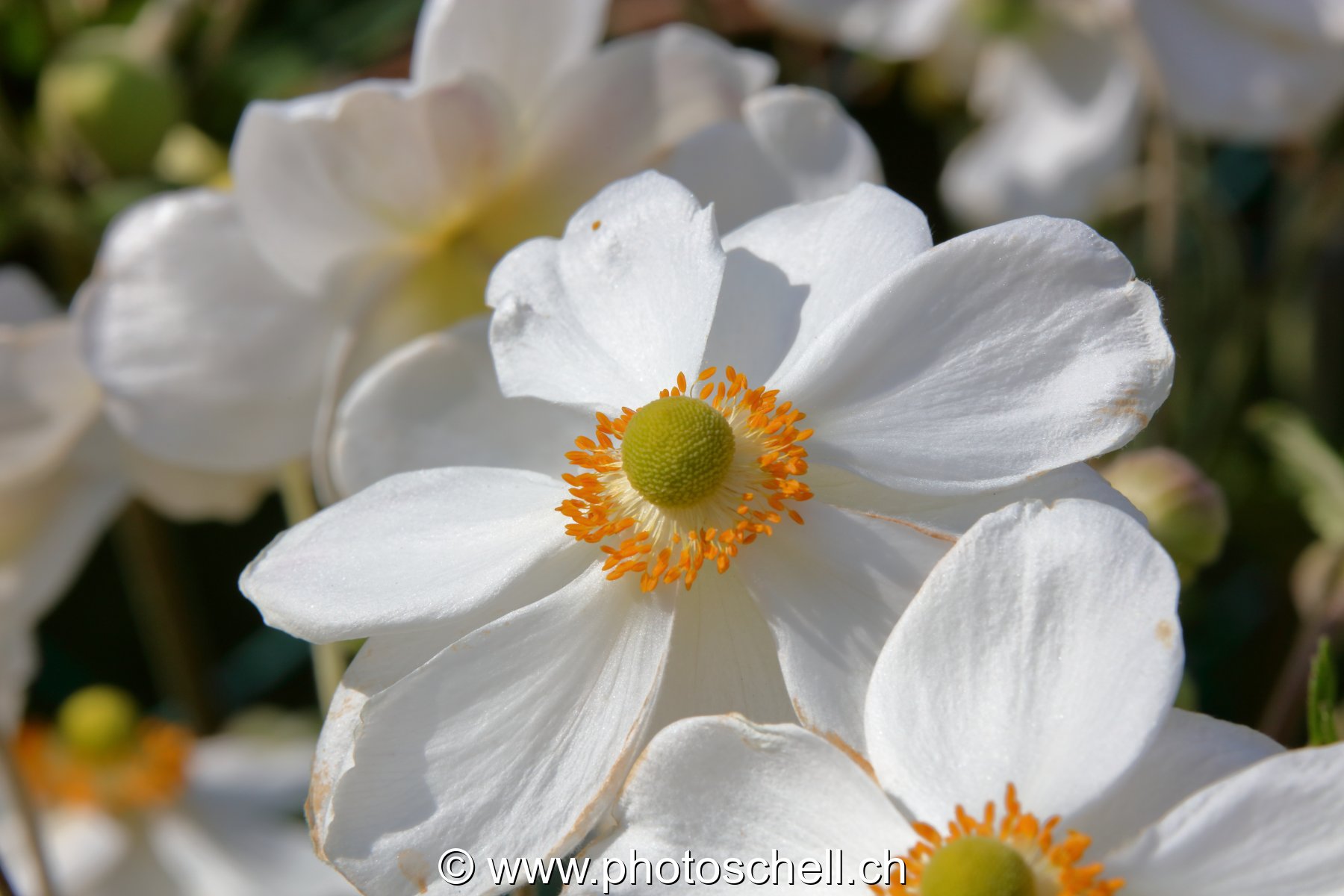 Fleurs