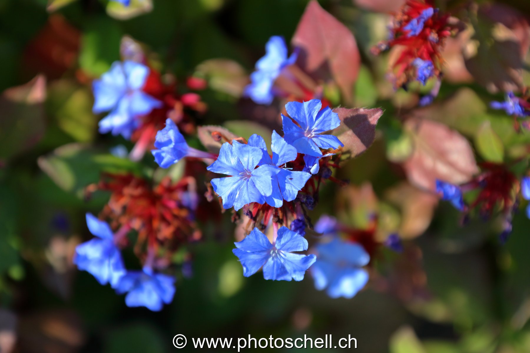 Fleurs