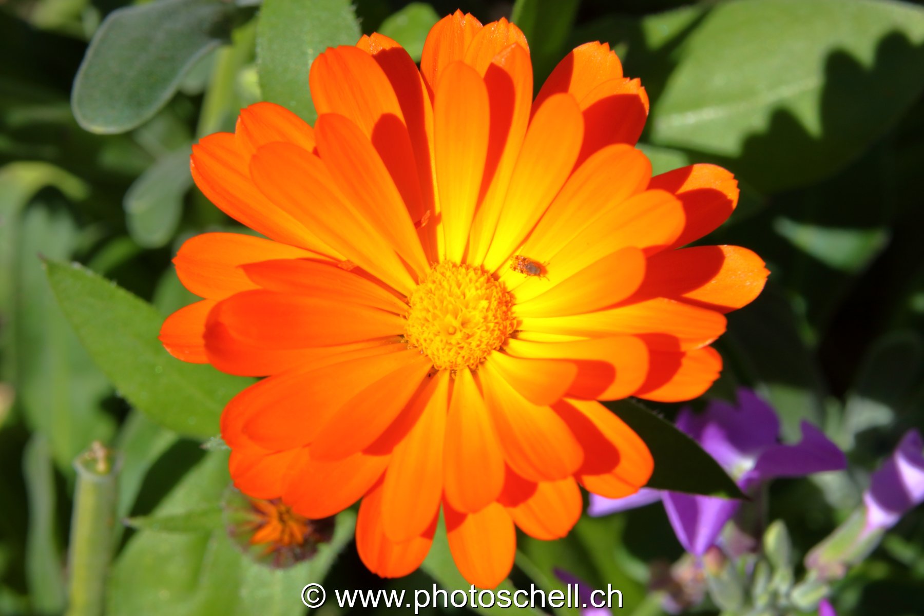 Fleur et son moucheron