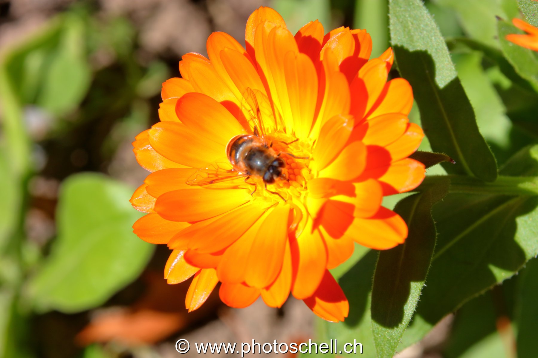 Fleur butinée par une abeille