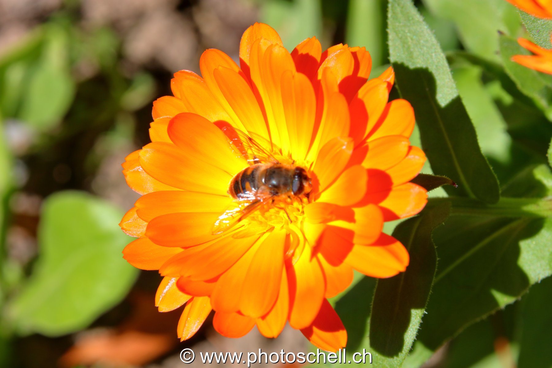 Fleur butinée par une abeille
